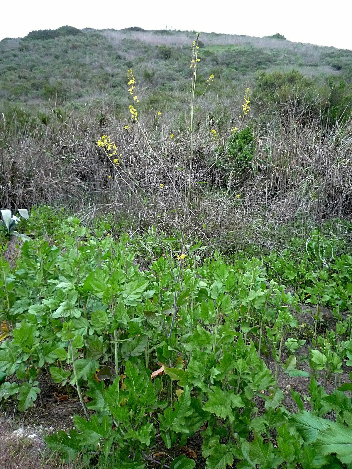 High Resolution Brassica nigra Plant